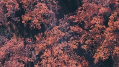 Sonbahar mevsiminde Fall Orange Maple Parkland 'ın 4K' lık insansız hava aracı çekimi