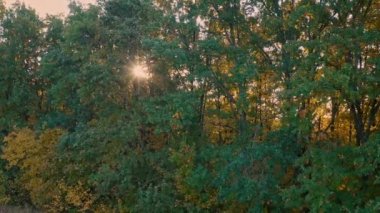 Güzel Orman ekolojik konsepti. Bir bahar sabahı ağaçların dalları arasında gün ışığı parlıyor..