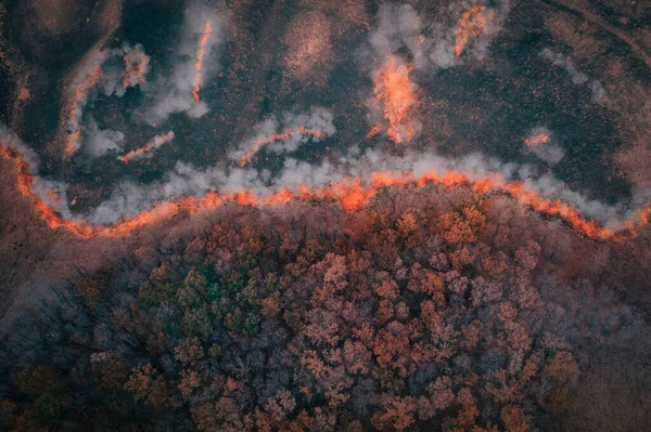 Una tira de hierba seca prende fuego a los árboles en el bosque seco: Incendio forestal - Vista superior de drones aéreos. — Foto de Stock