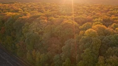 Sonbahar ormanı şafak vakti güneş ışınlarında - hava aracı atışı