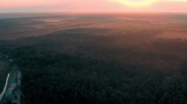 Sisli bir sabahta ormanın havadan görünüşü. Şafağın pembe ışınları ağaçların taçlarında. İHA atışı.