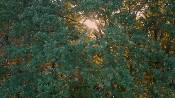 Belas árvores da floresta Mistério. A luz do sol brilha entre os galhos da árvore em uma manhã de primavera. — Vídeo de Stock