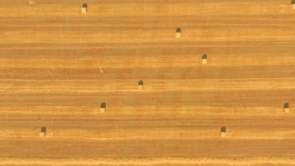 Hay Bales on straw yellow wheat field - top view aerial panorama shot — Video Stock