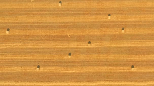 Balas de heno en paja campo de trigo amarillo - vista superior plano panorámico aéreo — Vídeos de Stock