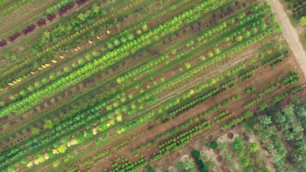 Vivaio albero ornamentale privato per la progettazione del paesaggio - drone vista dall'alto — Video Stock