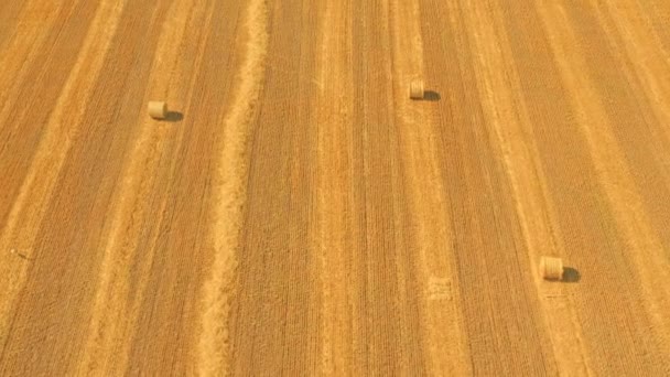 Hay Bales on yellow color wheat field - top view aerial drone shot of field with bales of hay — Vídeo de Stock