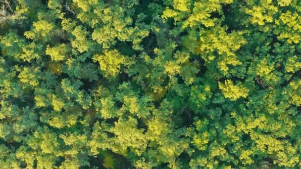 Green Woodland - bovenaanzicht van boomtoppen op zonnig weer boven bos - Zoom in spin drone shot — Stockvideo