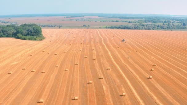 Balíky sena na žlutém pšeničném poli - nad hlavou Zemědělství Pozadí: Dron antény Zobrazit snímek — Stock video