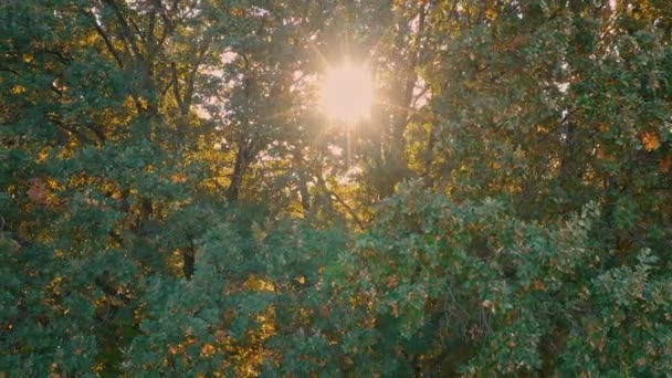 Frumoşi copaci de pădure misterioşi. Lumina soarelui strălucește printre ramurile copacului într-o dimineață de primăvară. — Videoclip de stoc
