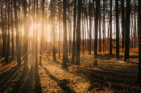 Luce del sole attraverso tronchi di alberi con bagliore caldo e ombre — Foto Stock