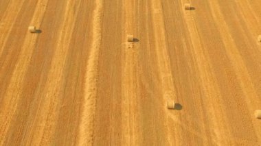 Sarı buğday tarlasında saman balyaları - saman balyalarıyla havadan drone görüntüsü