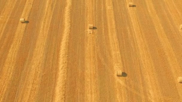 黄色の小麦畑のヘイベール-干草の俵とフィールドのトップビューの空中ドローンショット — ストック動画