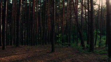 Akşamları çam ormanında gün batımında yürüyüş.