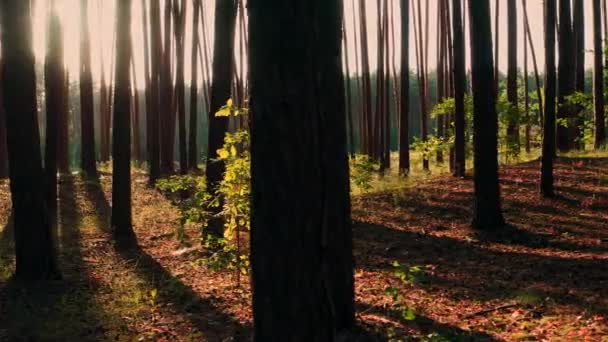 Атмосферный сосновый лес, панорамный снимок с подсветкой солнечного света. — стоковое видео