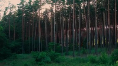 Güneş ışınları ve ışınlar atmosferik Çam ormanlarında, titreşimli panorama çekimi.