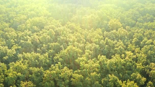 Drone tiro de árvores Green Woodland no dia do tempo ensolarado acima da floresta — Vídeo de Stock