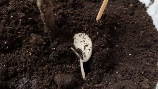 Proceso de plantación de semillas de frijol germinadas en el suelo — Vídeos de Stock