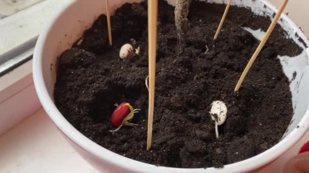 Proces sadzenia kiełkujących nasion fasoli w glebie — Wideo stockowe