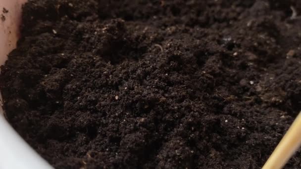 Planting sprouted bean seed in the soil - watering bean seed in the pot. — Stock Video