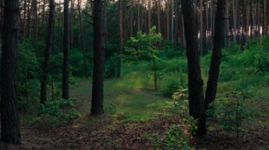 Atmosferik ormandaki genç meşe ağacı yazın koyu renk gövdeli büyük çam ağaçları arasında.
