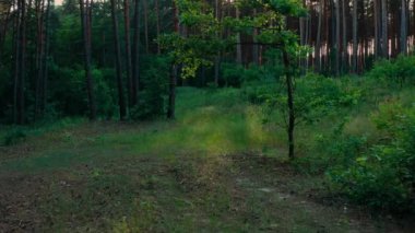 Çam ormanının kıyısındaki Yeşil Güneşli Orman - Vuruşta Süzülen Gimbal Dolly