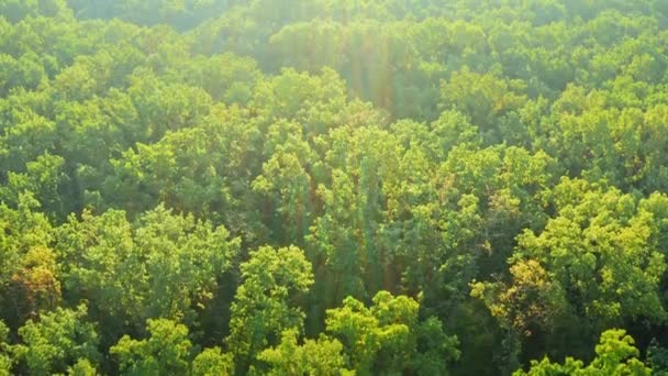 Drone tiro de Green Woodland floresta copas das árvores no dia do tempo ensolarado — Vídeo de Stock