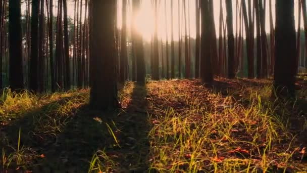 Атмосферний сосновий ліс з сонячними променями: панорама тумба праворуч . — стокове відео