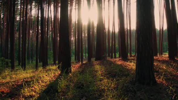 夏の朝に魔法の明るい日差しを持つ大気中の日当たりの良い森-ドリー・イン・フォレストショット. — ストック動画