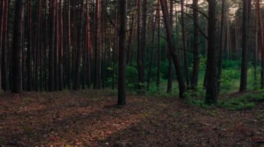 Akşam vakti çam ormanlarında yürüyüş: Yürüyüş sırasında yürüyüş