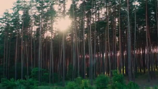 Солнечные лучи и лучи в атмосфере соснового леса, панорамный снимок. — стоковое видео