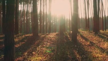 Güneş ışınları ve ışınlar atmosferik ormanlardaki ağaç gövdeleri boyunca, sağdan sola doğru titreşimli panorama.