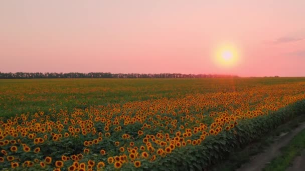 Соняшникове поле на Pink Down - красиві Помаранчеві сонячні квіти в золоту годину: повітряний купол Дрона в — стокове відео