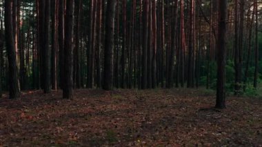 Çam ormanında sabah oldu. Çekimde Dolly: Sabah Çam Ormanında Ağaç Gövdesi.