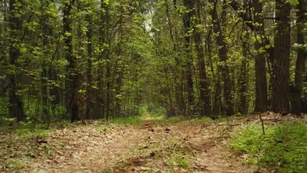 Walking trail while hiking through green lush deciduous forest at spring. Forest Trees Tunnel road — Stock Video