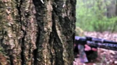 Keskin nişancı ormanda bir ağacın arkasında saklanıyor. Kamuflaj kıyafetli keskin nişancı kuru otların arasında ateş pozisyonunda kamufle oluyor..