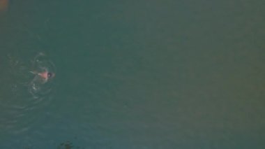 Bir adam kurbağalama ile göletin yüzeyinde yüzer. Amatör bir yüzücü suda yavaşça yüzer. Gölette yüzen bir adam - üst görünüm dikey drone görüntüsü.