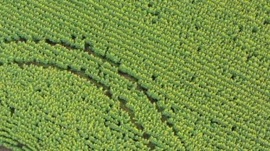 Bir sürü Sarı Ayçiçeği Üst Görüş Drone Atışı. Ayçiçeği tarlasında traktör izleri var. Üst görüntü drone görüntüsü. Organik bir çiftlikte büyüyen ayçiçeği.