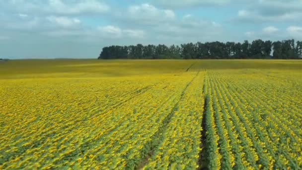 Drónrepülés Egy Virágzó Napraforgómező Felett Ökológiai Napraforgó Termelés Virágzó Napraforgók — Stock videók