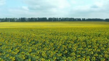 Çiçek açan ayçiçeği tarlasında İHA Uçuşu. Ayçiçeği ekimi ve tarımsal üretimi. Organik ayçiçeği üretimi: gökyüzüne karşı bir tarlada çiçek açan ayçiçekleri.