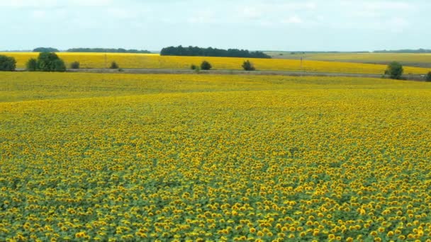 Sonnenblumenanbau Logistik Autos Fahren Die Straße Entlang Hinter Einem Gelben — Stockvideo