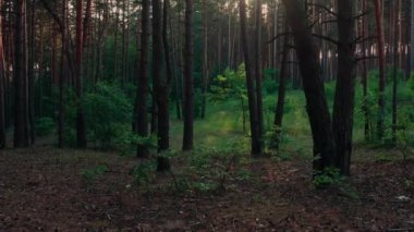 Gizemli orman. Ormandaki Yeşil Meşe Ağacı - Vuruşta Yumuşak Gimbal Dolly. Atmosferik ormandaki genç meşe ağacı yazın koyu renk gövdeli büyük çam ağaçları arasında.