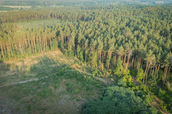 Zone Continuous Sanitary Felling Trees Edge Pine Forest Aerial Drone — Foto de Stock