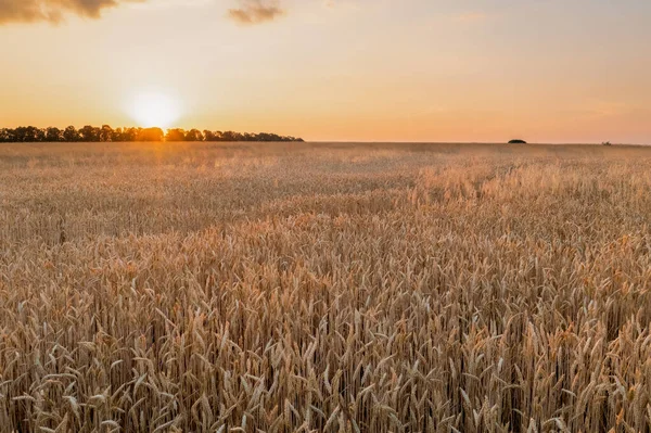 Field Wheat Spikelets Sun Horizon Sunset Ears Ripe Elite Wheat — Foto de Stock