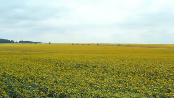 Aircraft Flying Beautiful Sunflower Field Organic Sunflower Farm Panoramic View — Vídeo de Stock