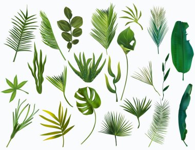 Gerçekçi tropikal yapraklar. Yeşil egzotik yapraklar, canavar, palmiye, muz, beyaz arka planda kaktüs. Botanik koleksiyonu. Tasarımın için vektör simgeleri. Vektör.