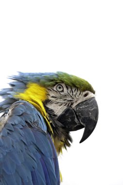 Butch Amerika papağanı