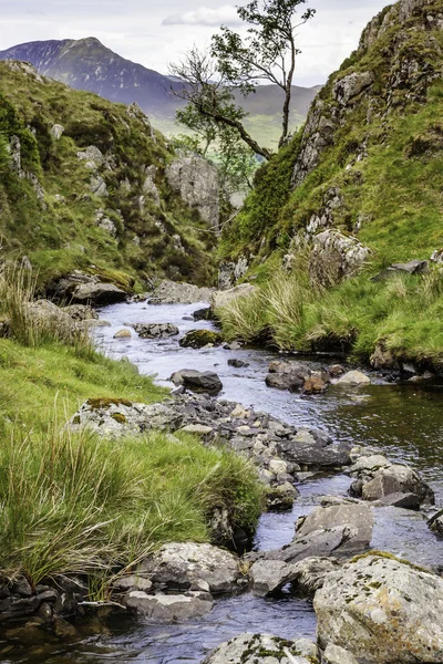 Dale baş beck — Stok fotoğraf