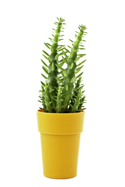 Cactus — Stock Photo, Image