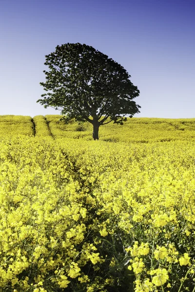 Golden Fields — Stock Photo, Image