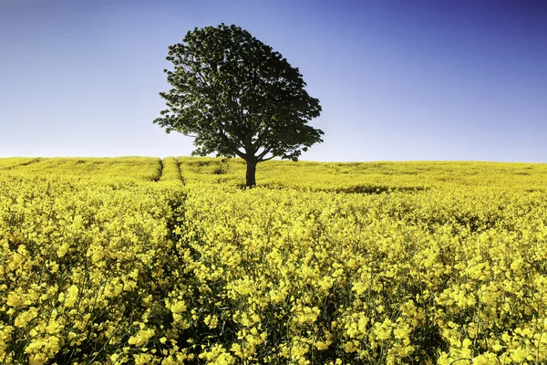 Golden Fields — Stock Photo, Image